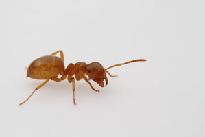 Ant control companies perth